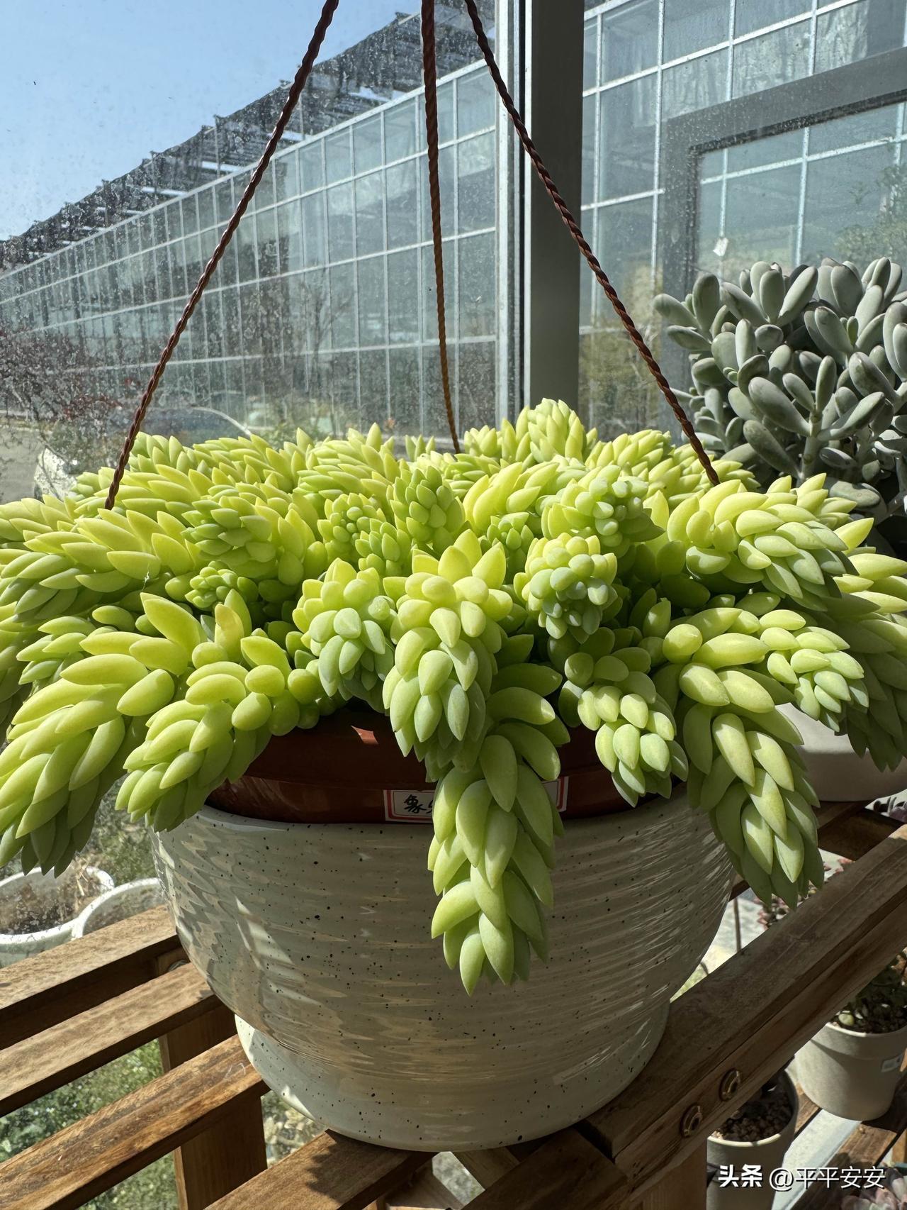妈妈家阳台的“玉帘瀑布”，是春日最治愈的风景

阳光透过温室的玻璃，在妈妈的多肉