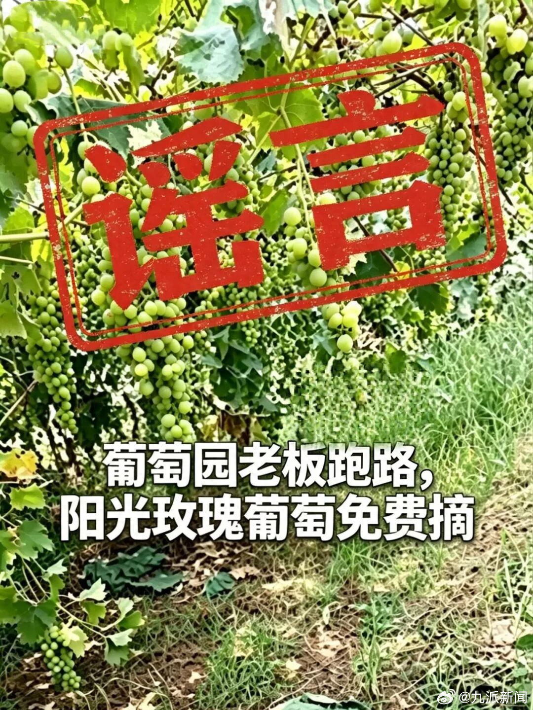 #网民造谣葡萄免费采摘被拘#【#警方通报网民造谣葡萄免费摘#】近日，淮安市涟水县