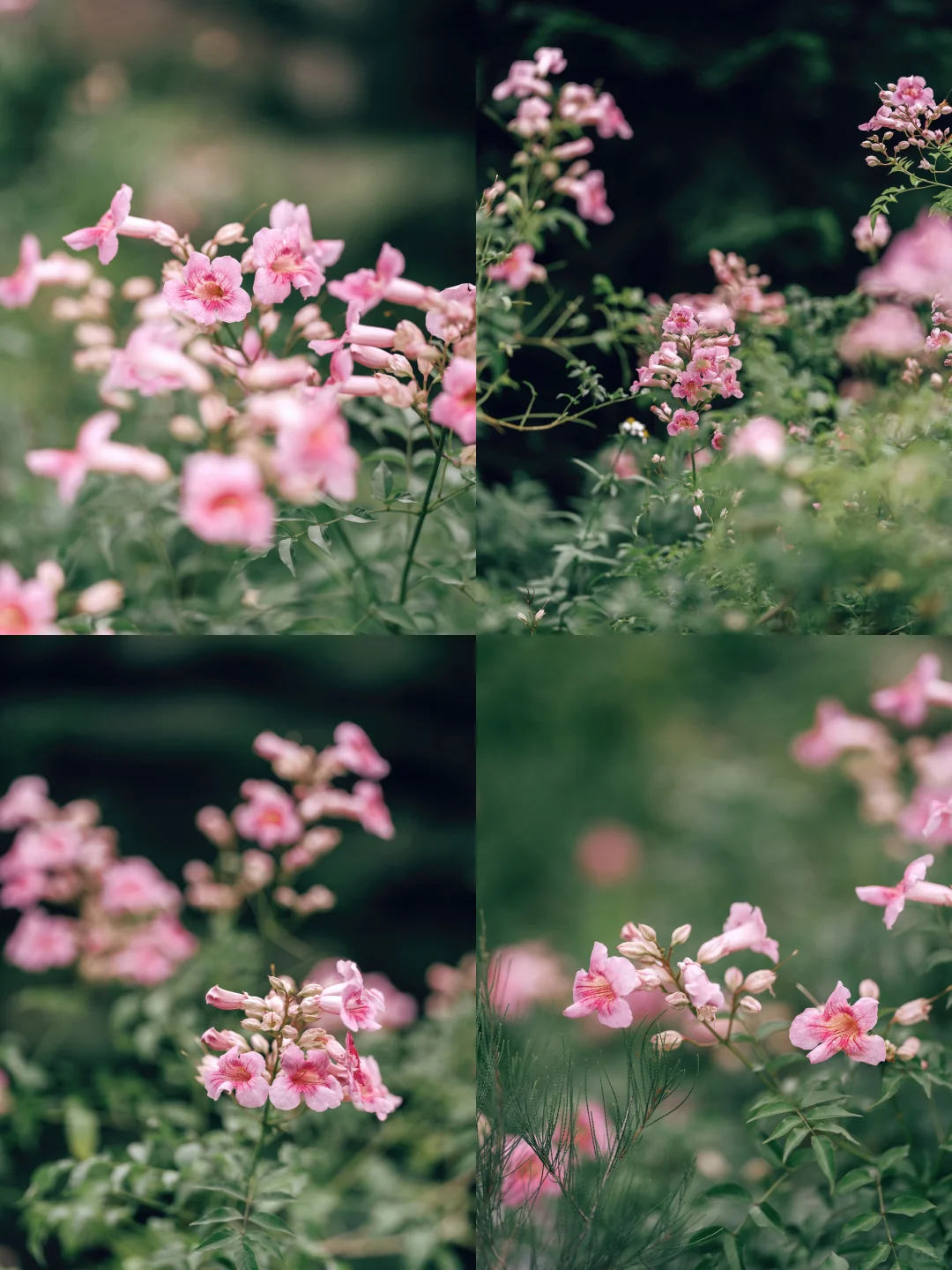 轻风拂过野花香 静享岁月好时光｜花｜鲜花