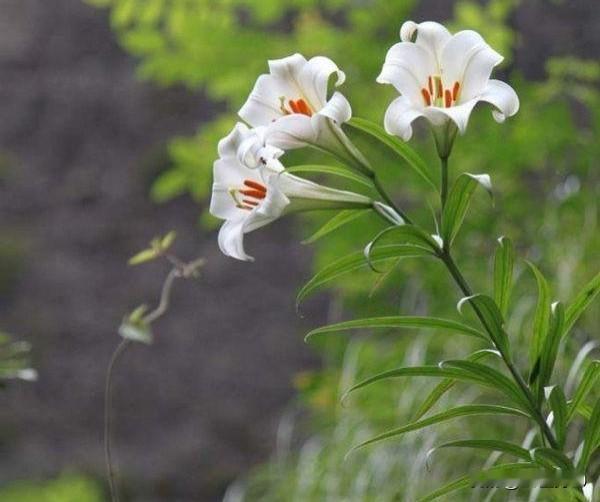 乔迁新居后，朋友觉得自己岁数大了，身体也不再适合去工地打工，况且五十多岁的人了，