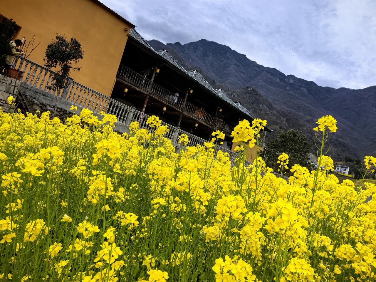 记录我的2026跑了几十公里来看油菜花，看到了，浓郁的黄，一片黄，各种拍，各种造