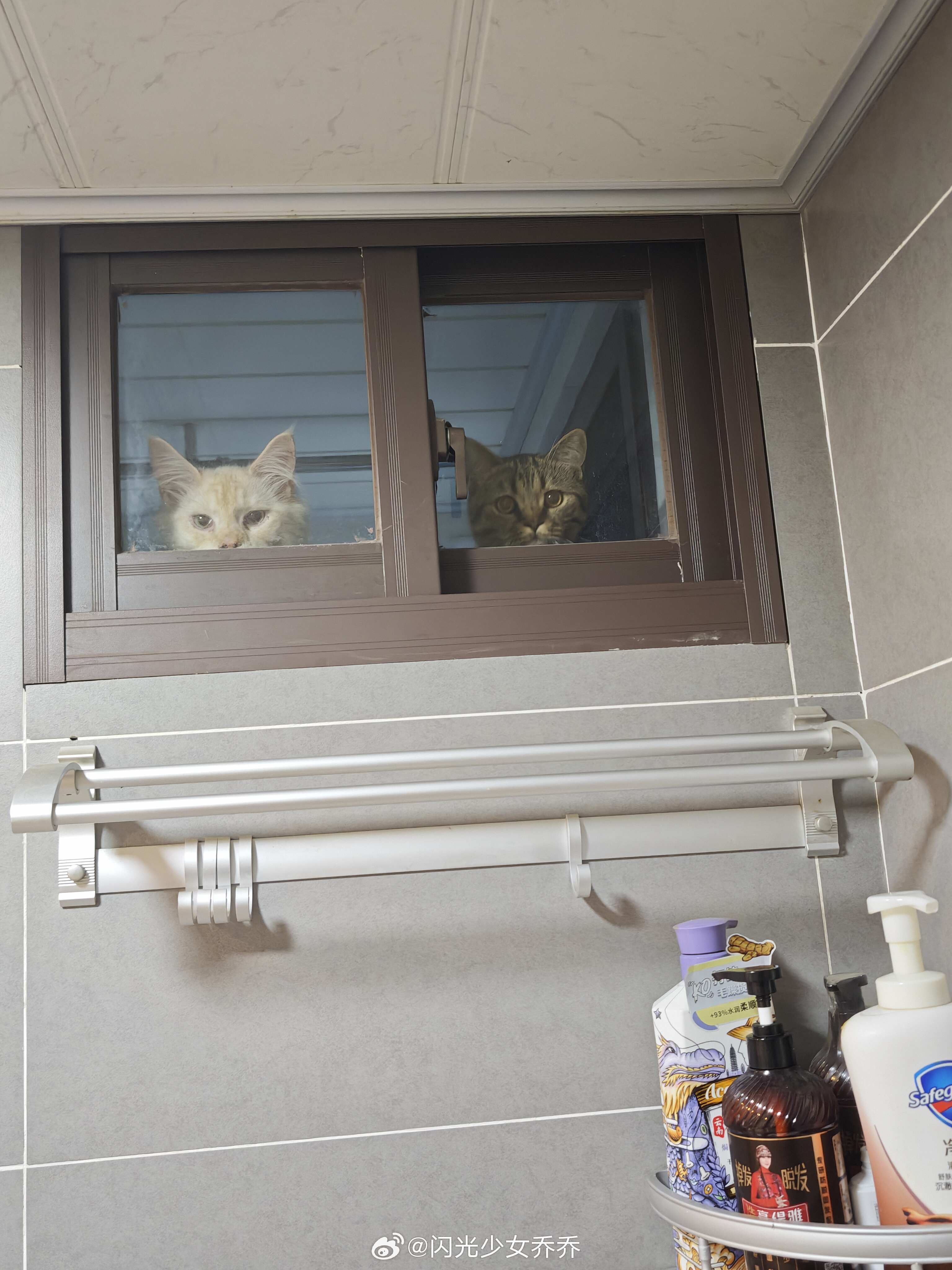小猫光明正大地偷看人类洗澡