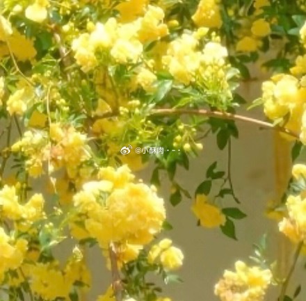 来8个极好互赞赏人生的路经历过，才知道有短有长；岁月，在无憾中微笑，才美丽；回过