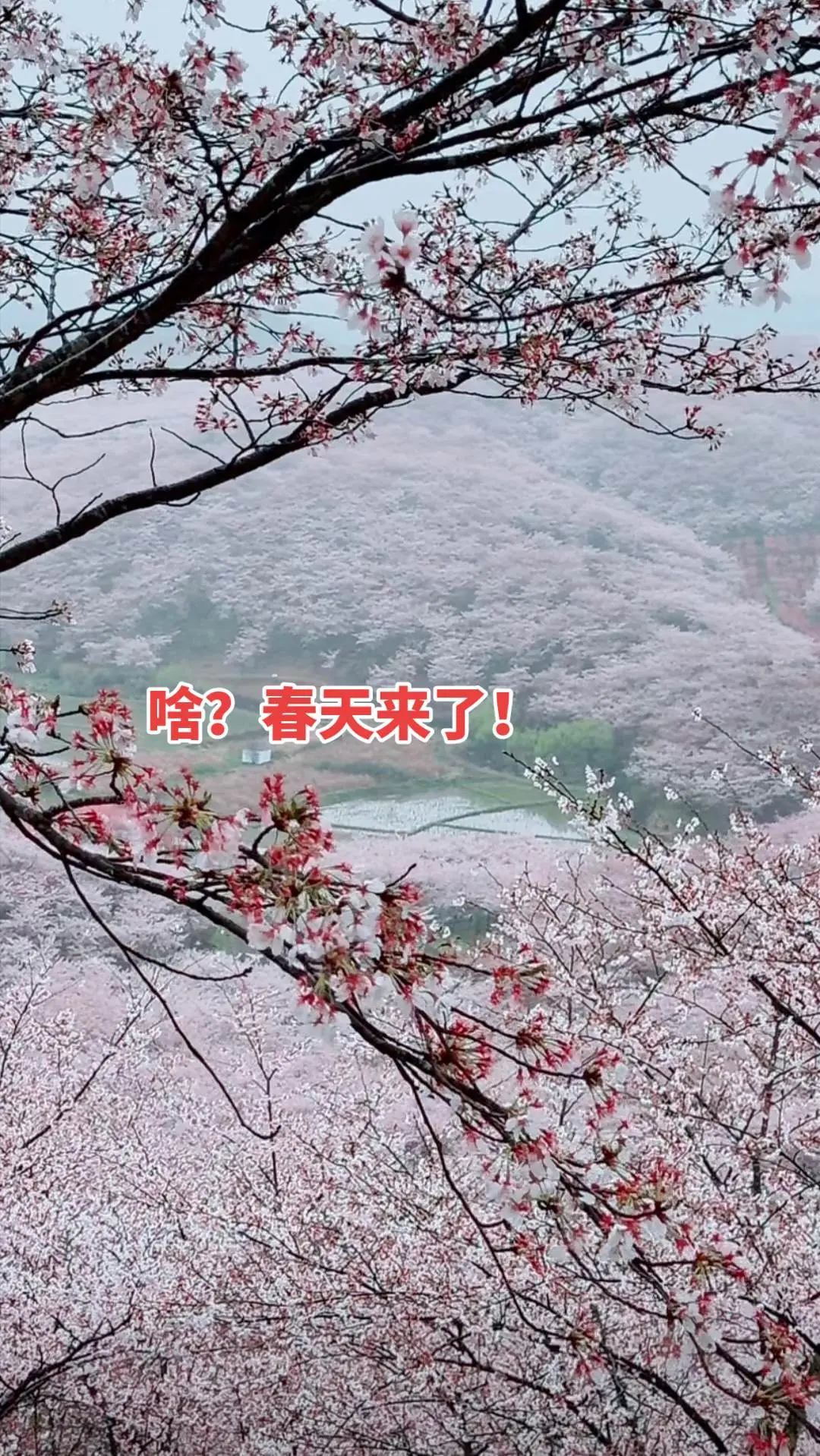 🌸🌸 听说你家乡春天来了！