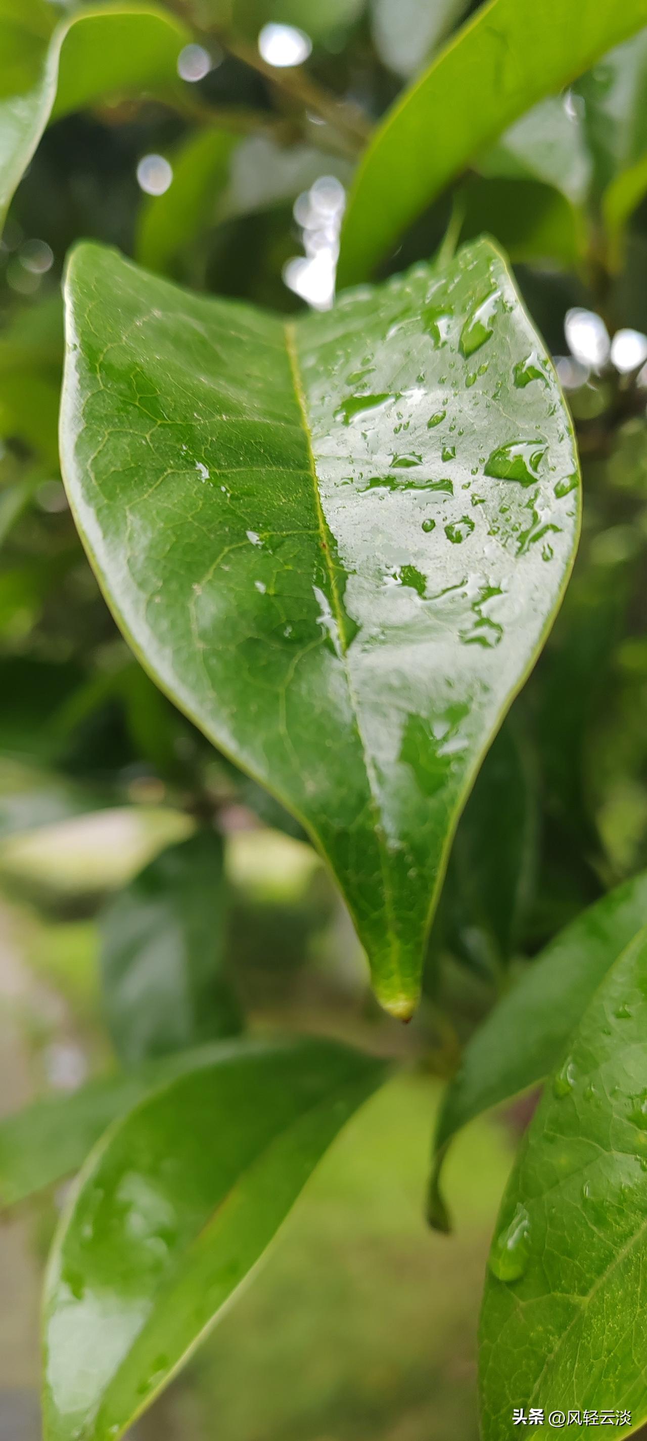 雨后的清晨，一片新叶沾满透亮的水珠
 
历经风雨的浸润，枝叶愈发青翠鲜亮。
人生