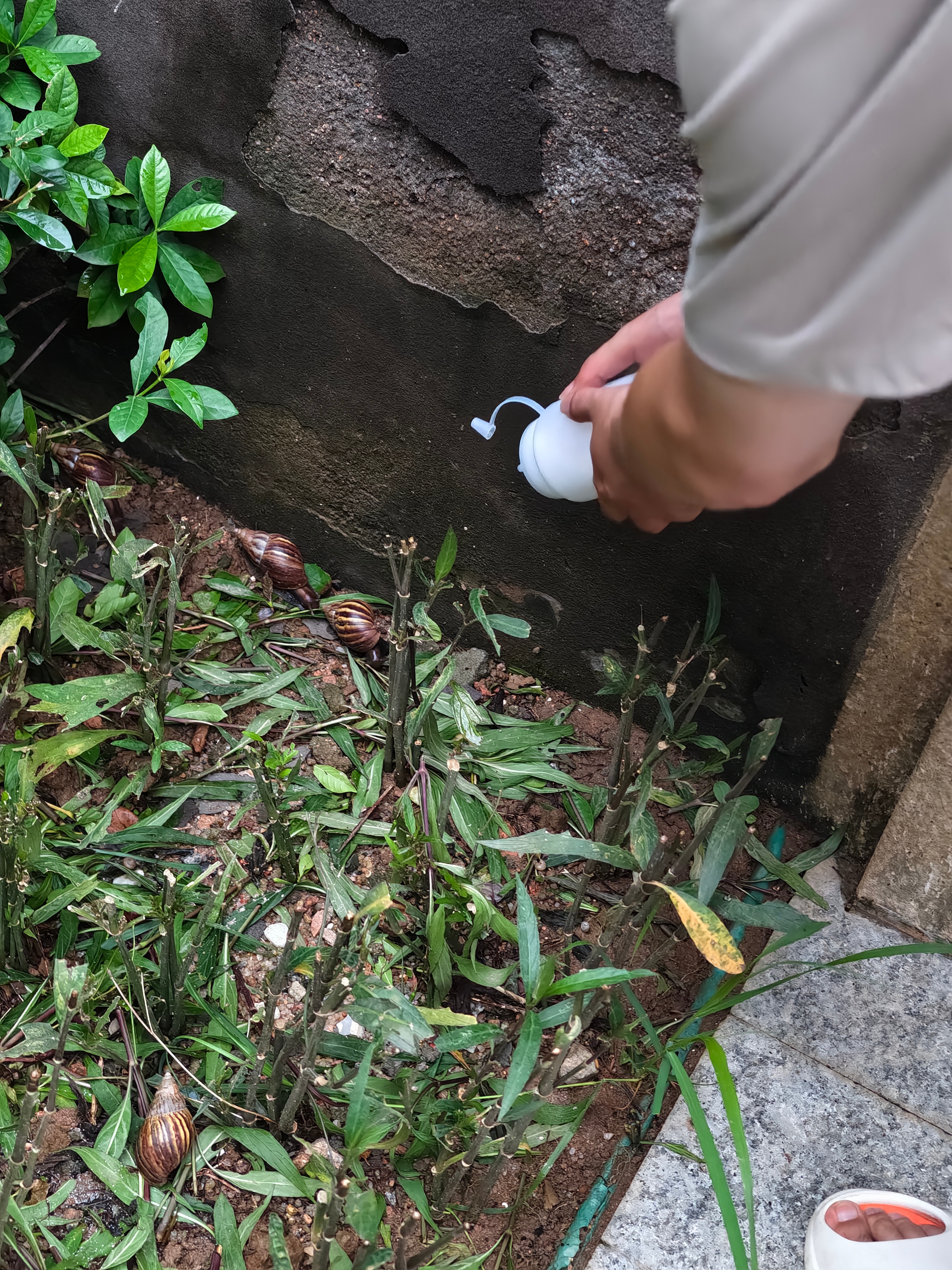 杀非洲大蜗牛杀疯了...说干这个特别解压，满小区找蜗牛杀...现在小区蜗牛快被他