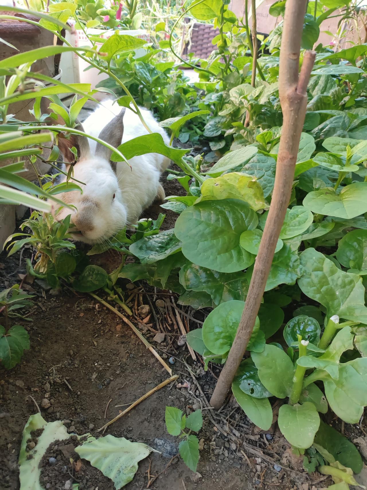 分享拍到的兔子小院草木茂盛，小兔子藏在绿叶间，慢悠悠探头，在菜园里自在闲逛，简单