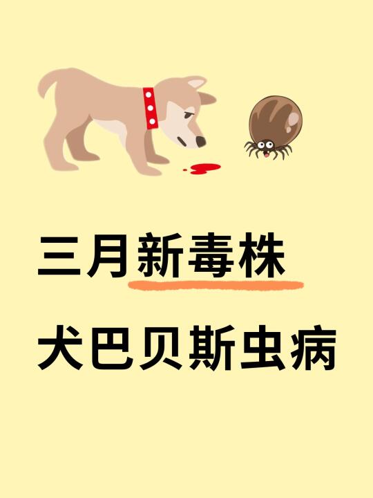 😭所有养狗人春季记得防蜱虫❗️