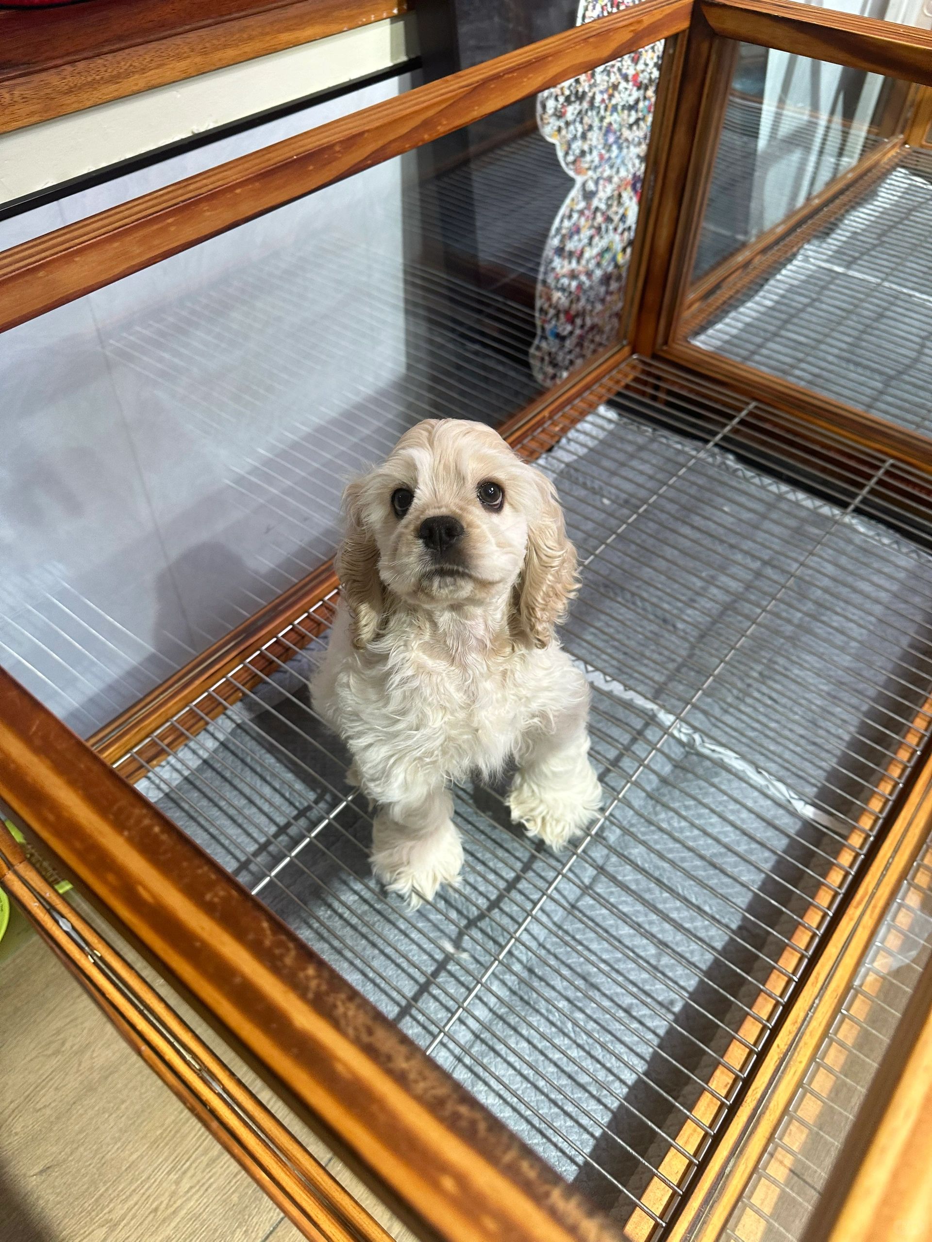 原相机📷美国可卡犬的真实可爱