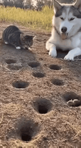 醉的了
二哈是来保护老鼠的吗？[泪奔]