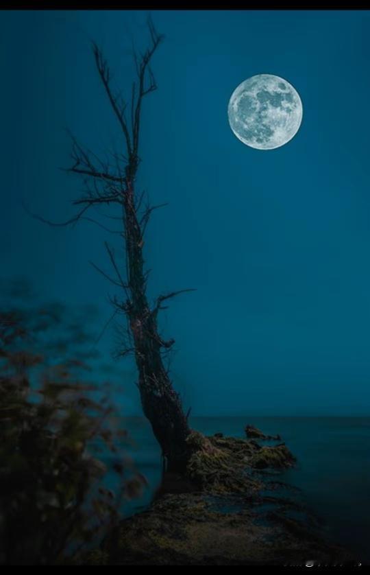 七绝·《夜岸枯桐》
孤桐立岸对清寒，
月浸沧波影自单。
枝杪不牵风里絮，
清辉映