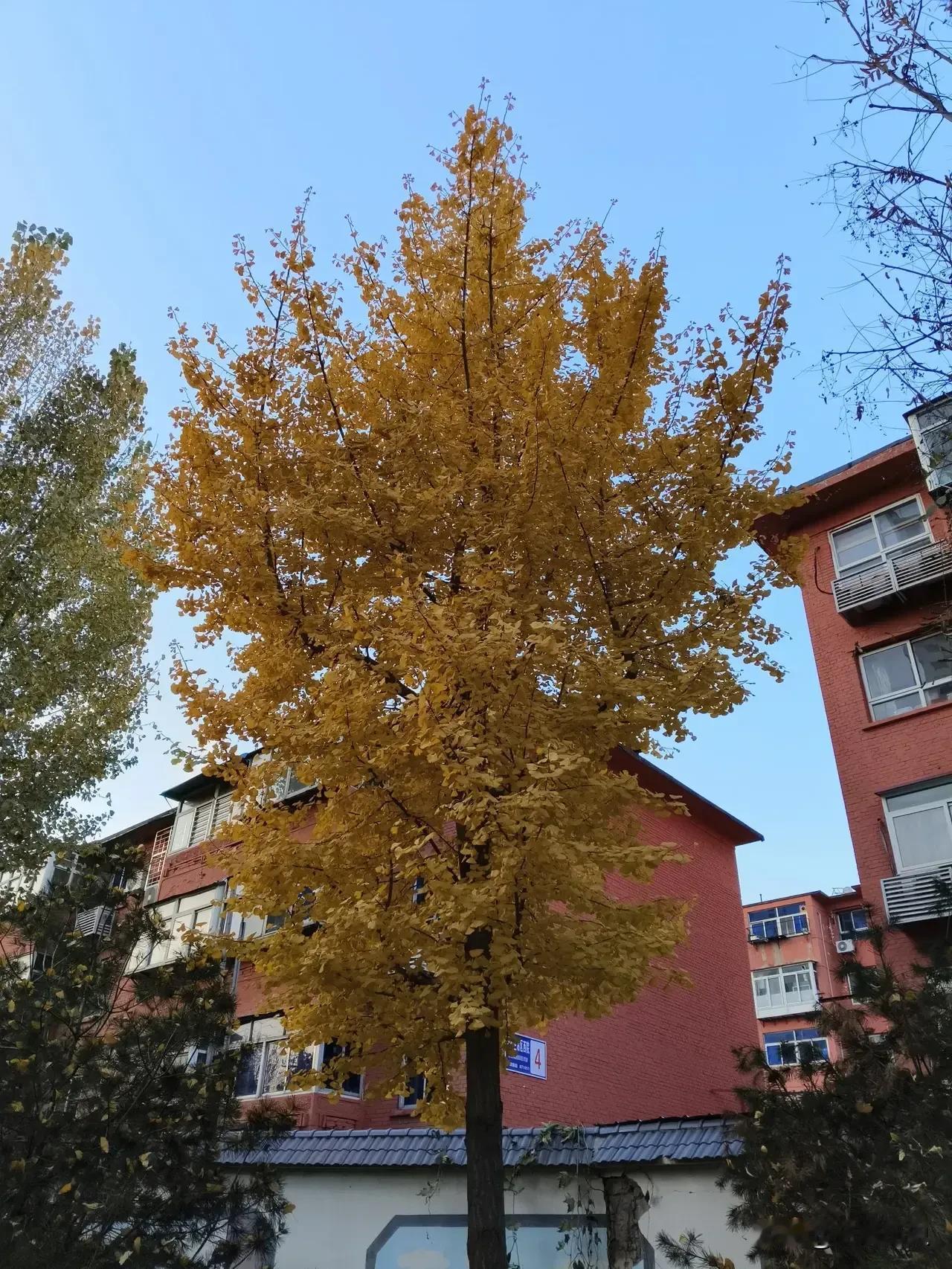 你发现了没
现在的应届大学毕业生大多都不再考研了
邻居家孩子
同事家孩子
都是今