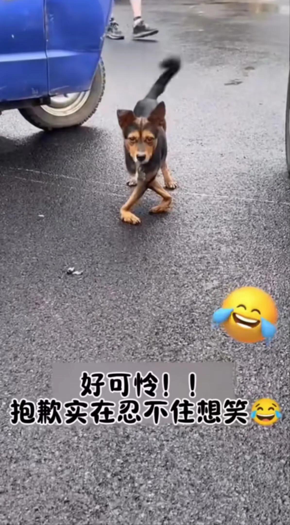 外表深沉，眼睛深沉，一双前脚呈现出外八字的脚型，在一辆汽车跟前，就这么看着你，一