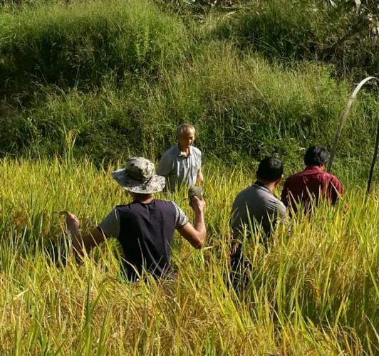 1986年，福建寿山三位农民在稻田劳作捕鱼时，意外发现一块罕见的大田黄石。面对这