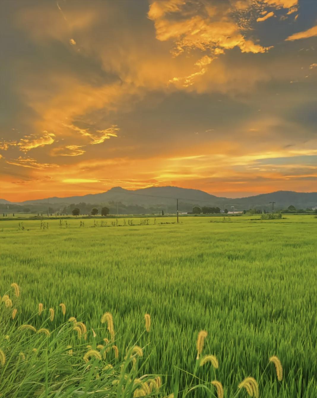记录我的2026老家的稻田晚霞就是治愈无聊生活的解药。