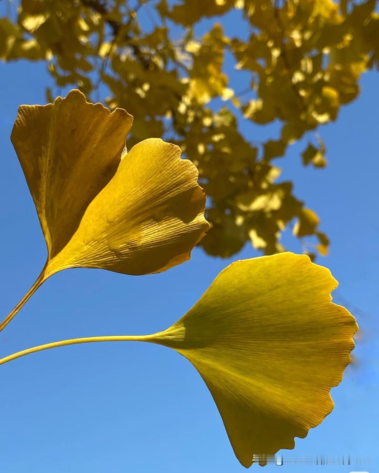 落叶不是终结，
是自然的情书：
枫叶题满炽热爱意，
银杏写尽温柔沉淀，
捡一片藏