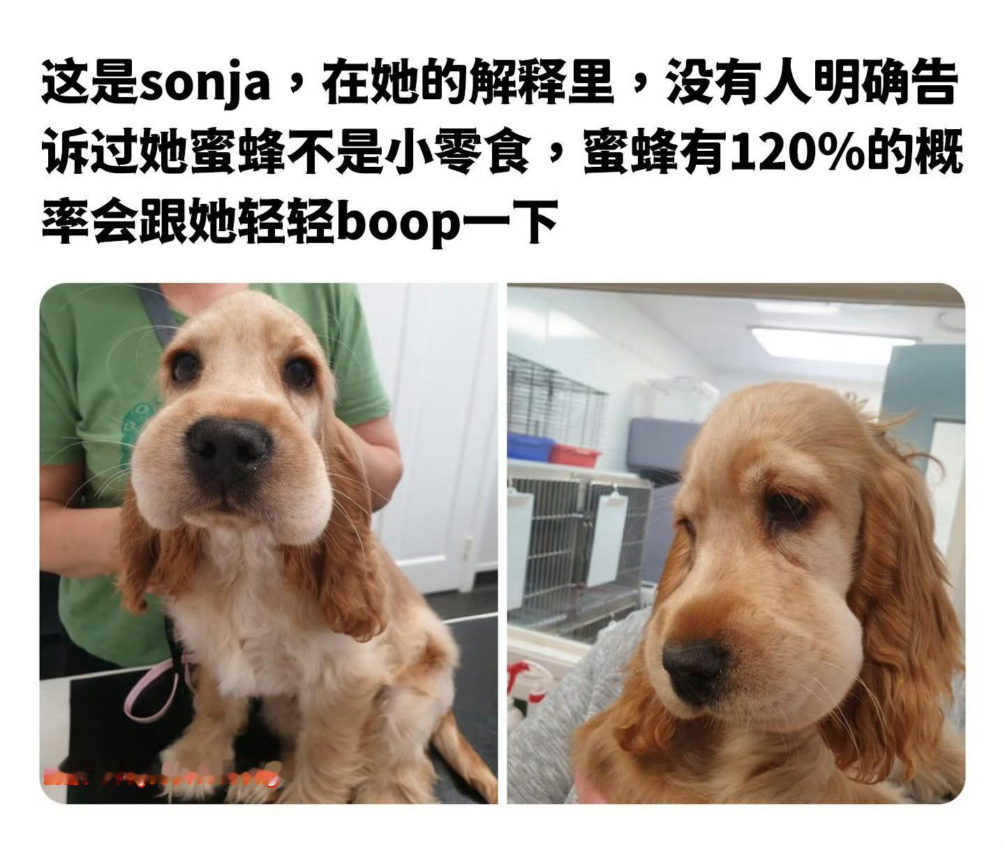 宋雨琦肿成蜜蜂小狗 蜜蜂小狗宋雨琦，眼镜肿肿，脸蛋肿肿宋雨琦[超话] ​​​