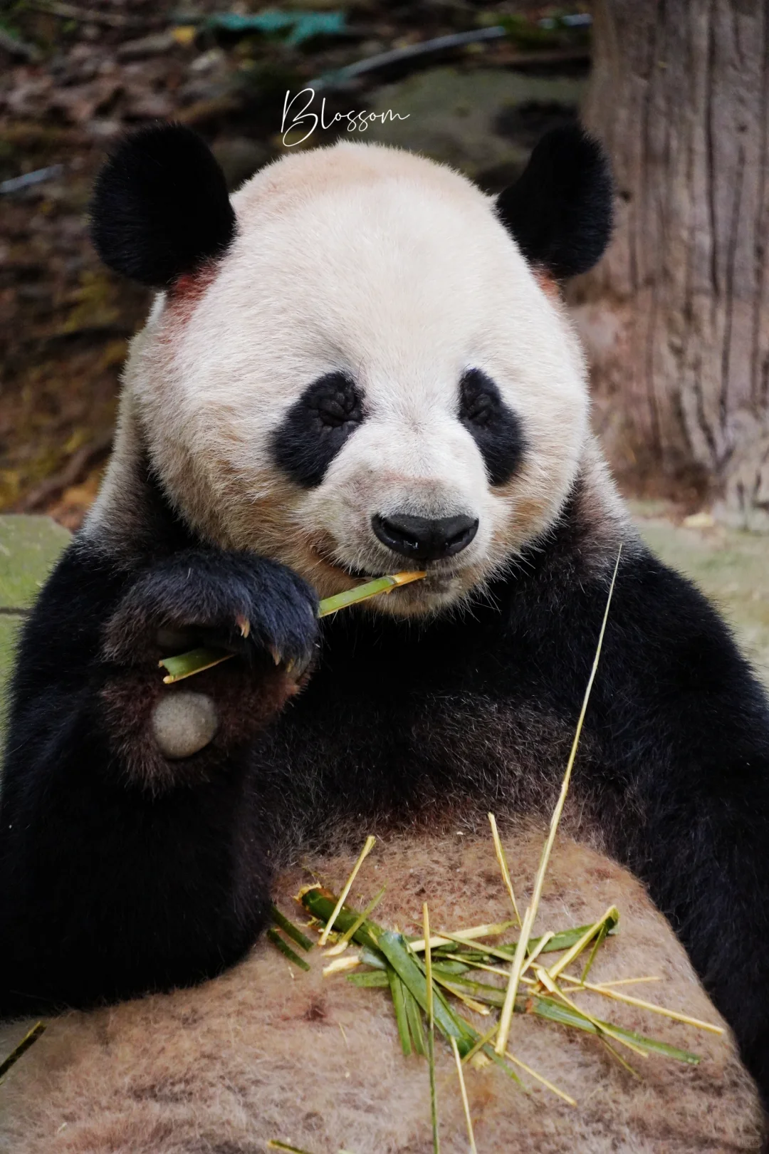 240805 微笑唇气质甜美的星野