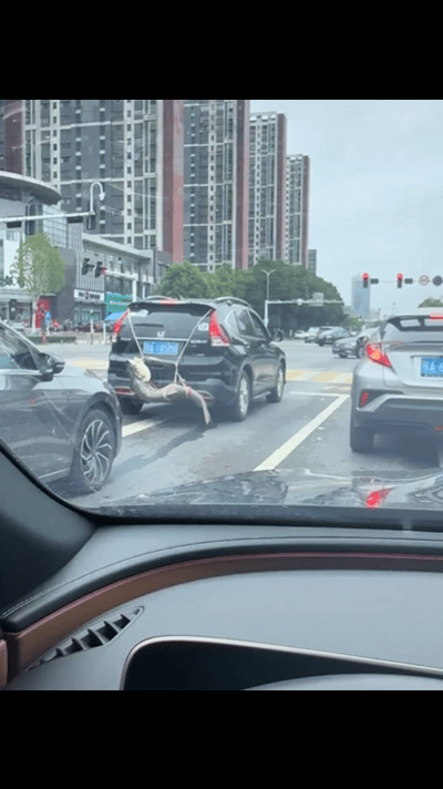 湖北武汉，网友在路上偶遇一辆私家车，车尾直接挂了一条超大鱼！鱼体型又粗又长，几乎