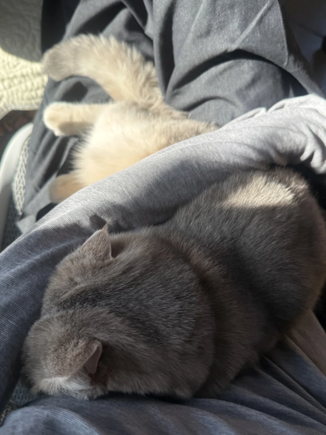 养猫那些很幸福的瞬间