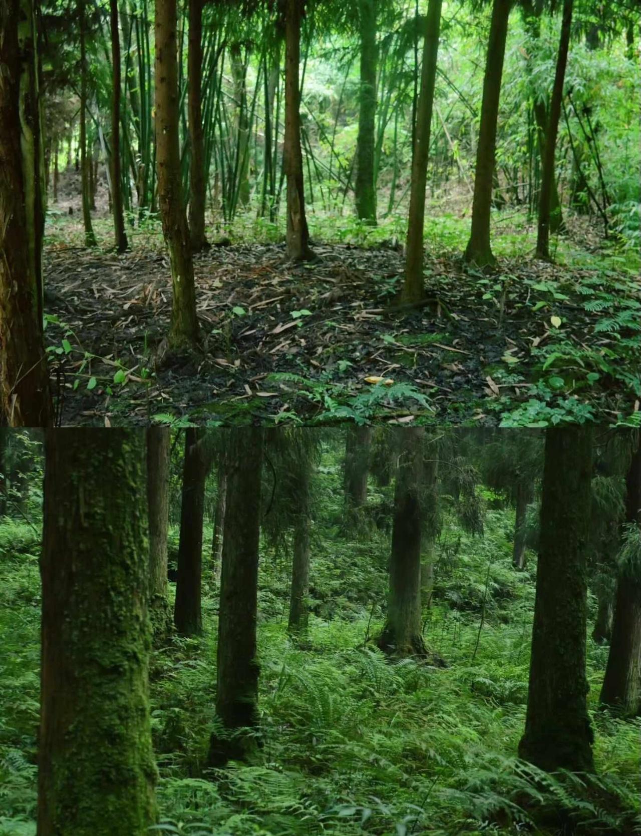 山野分享｜草木自有温柔
在城市里待久了，总想寻一处静谧山林走走。
	
雨后的森林