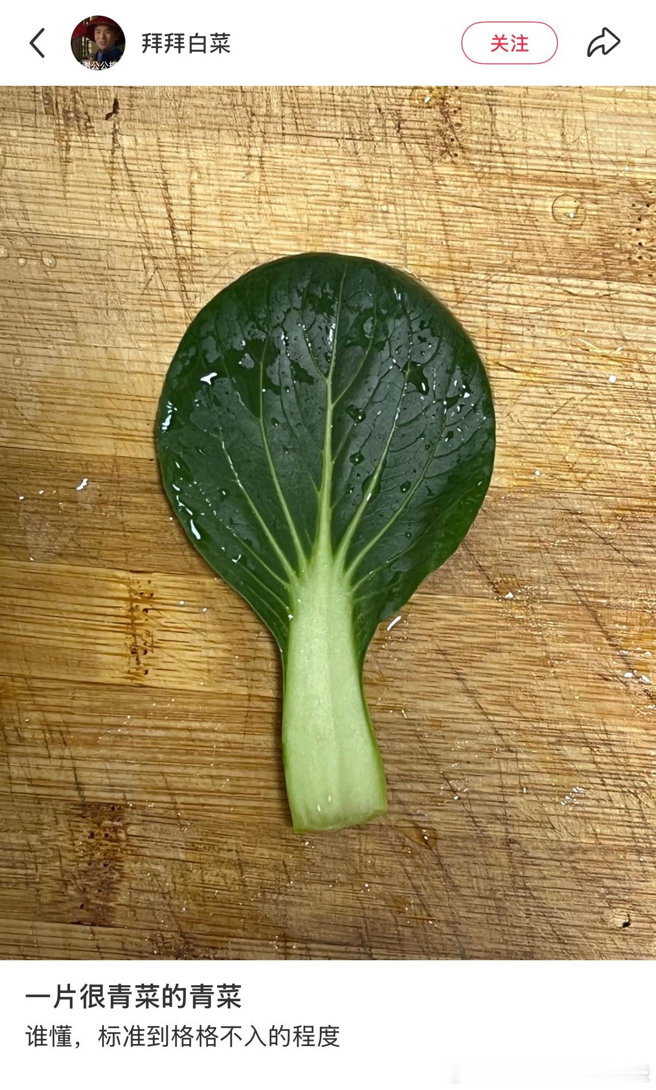 一片很青菜的青菜 