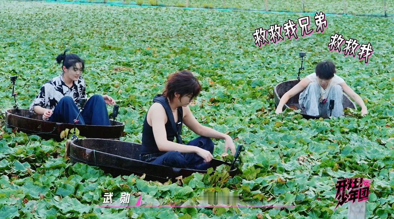 芒果新人采菱角忙碌半天0收获 武勋紧急求分货，画面又惨又欢乐 