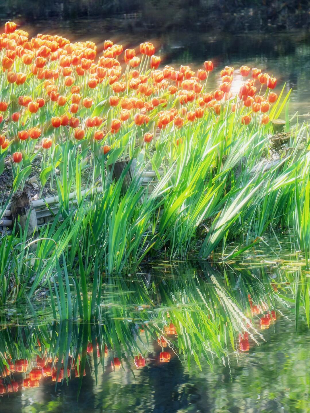 我在太子湾拍到了发光的郁金香🌷调色➕攻略