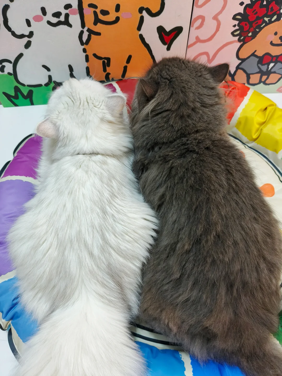 谁未婚带2猫？