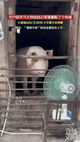 贵州这波热浪，把猪圈里的小猪崽子们烤得像蒸笼里的馒头。农户看着心疼，二话不说，扛