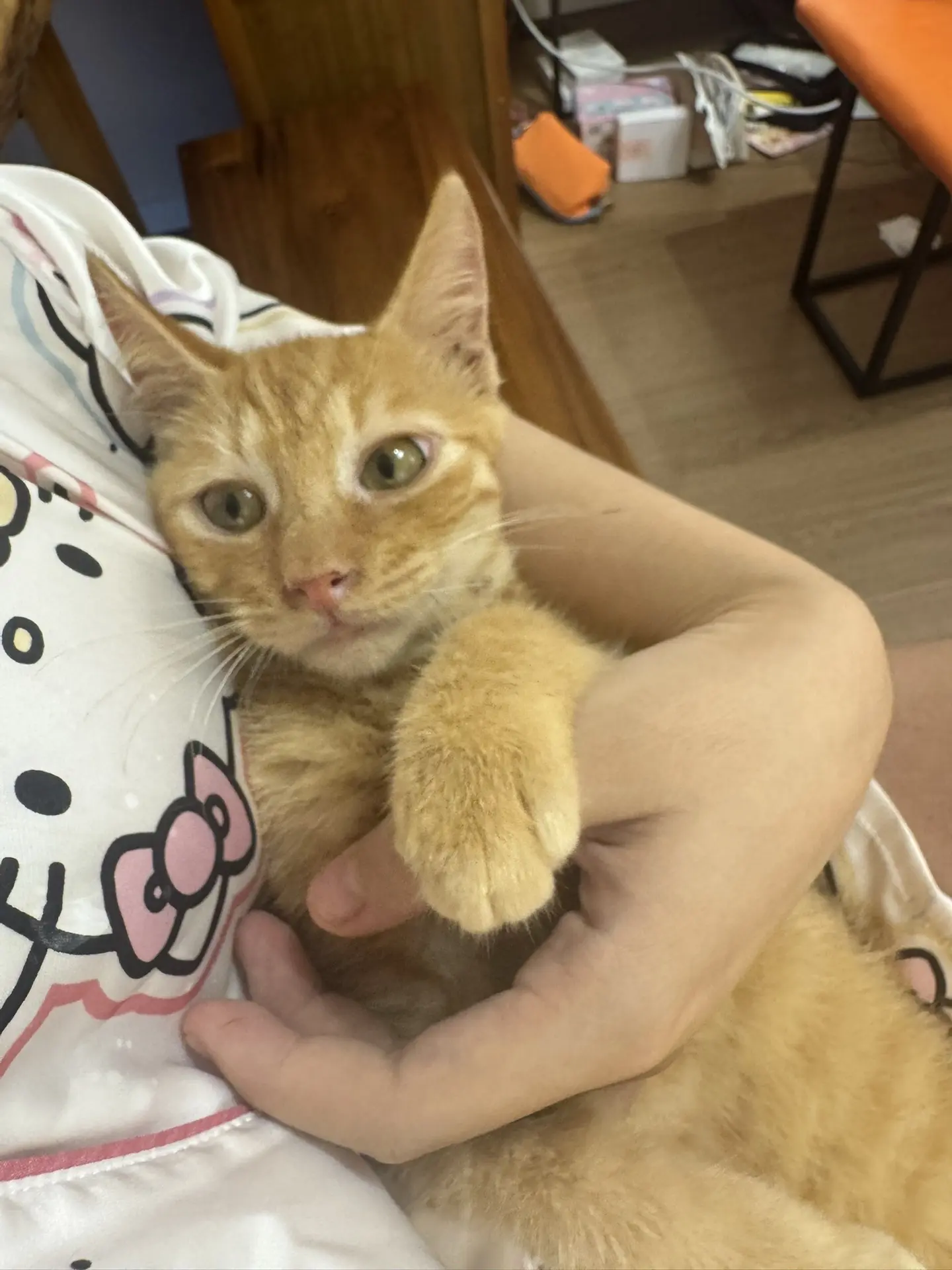 猫人爱你 你一旦爱着猫就会在意猫今天减少的饭量是不是因为猫粮吃腻 在意...