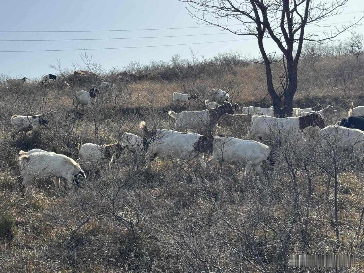 山风里的羊群

初冬的山岗裹着浅褐色绒毯，枯茅与细枝在风里晃着瑟缩的影子。我正踩
