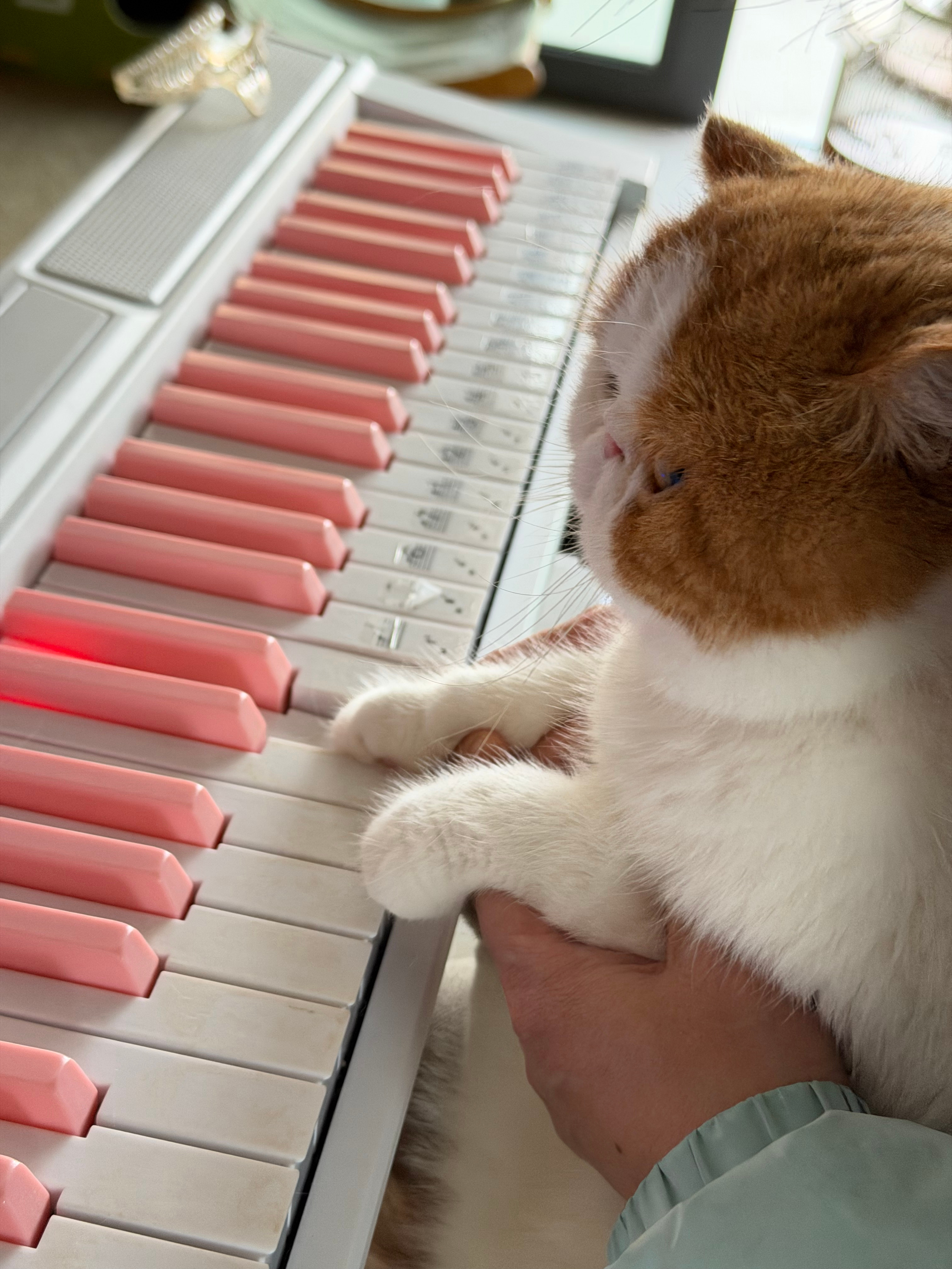 太萌了 我妈给小猫咪买的专门洗的毛巾，家里面还有各种各样给小猫咪买的东西，我妈弹