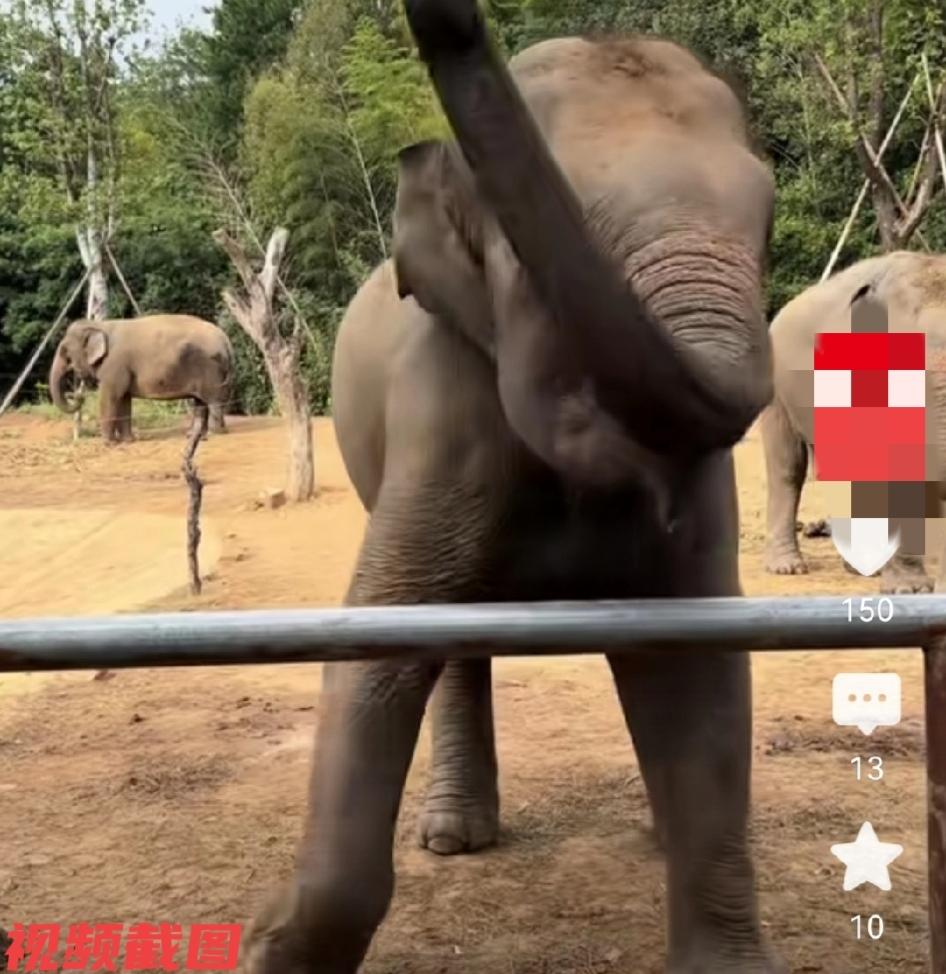 有家动物园大象成了显眼包。

原因在于大象喜欢给游客跳舞，它的舞姿萌趣欢乐，这让