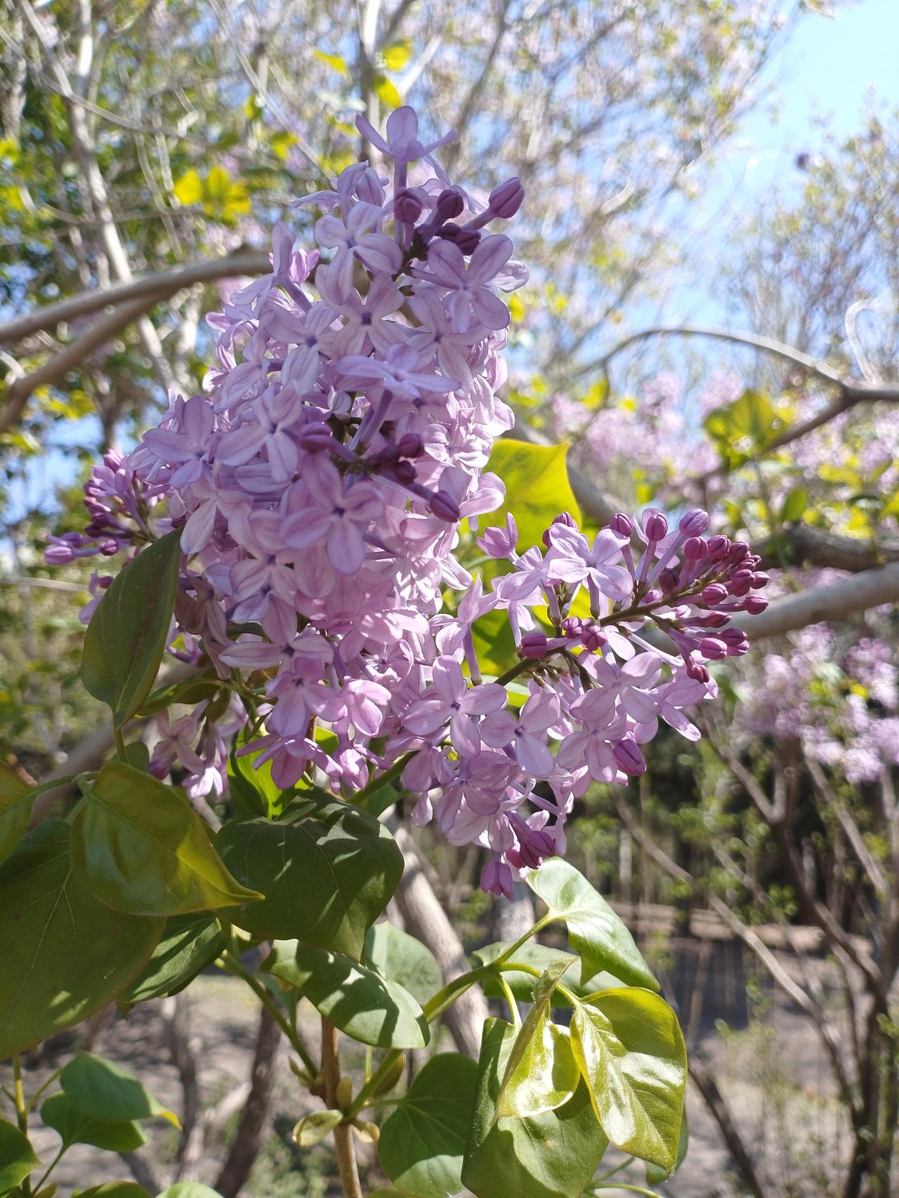 丁香花
 
紫雪团团落浅春，
柔香淡淡染衣襟。
五瓣轻开含旧梦，
一枝摇曳系初心