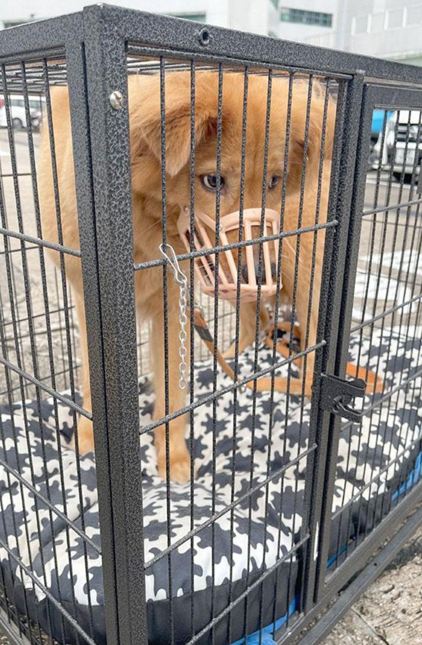 将军澳医院一名病情恶化的晚期阿伯病人，临终前心愿是希望能再见家中爱犬Rio一面，