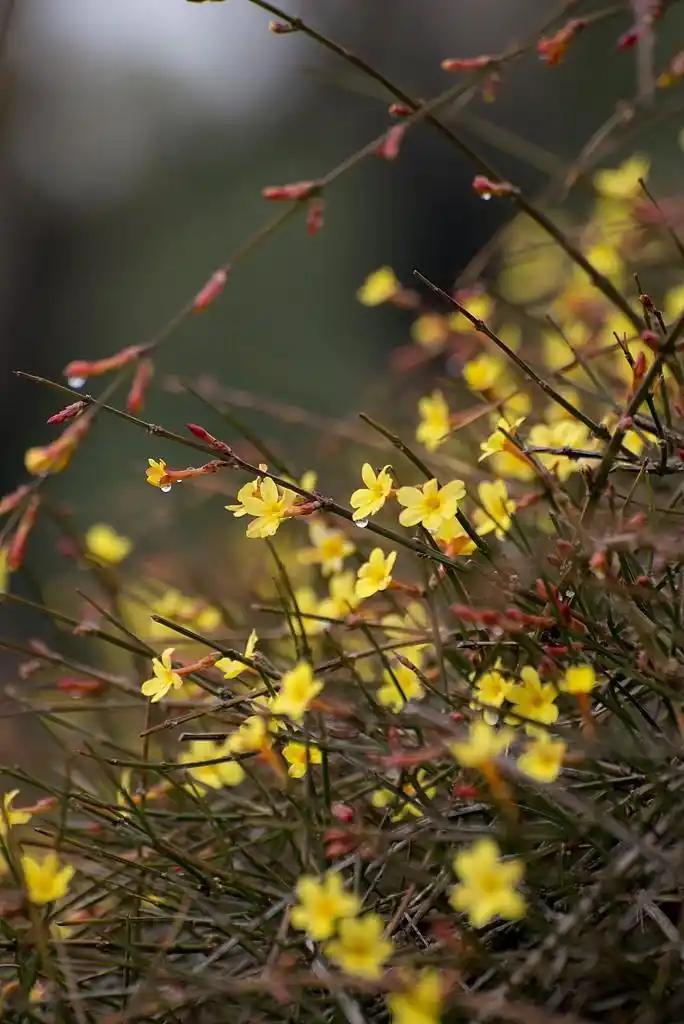 “春雨贵如油”，意思是春天的细雨像油一样可贵。它出自明·解缙的“春雨贵如油，下得