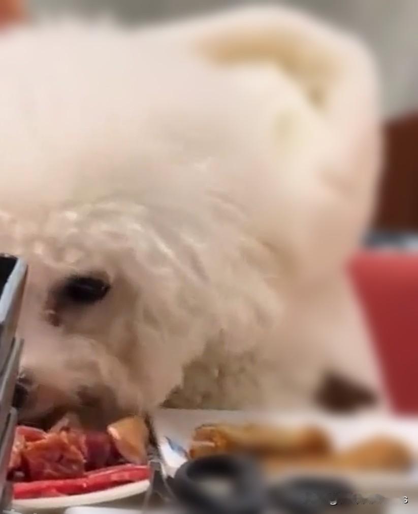 公共餐桌成狗食盆：你的宠爱，别人的噩梦？

狗上桌吃饭，主人是“豪放”还是无知？