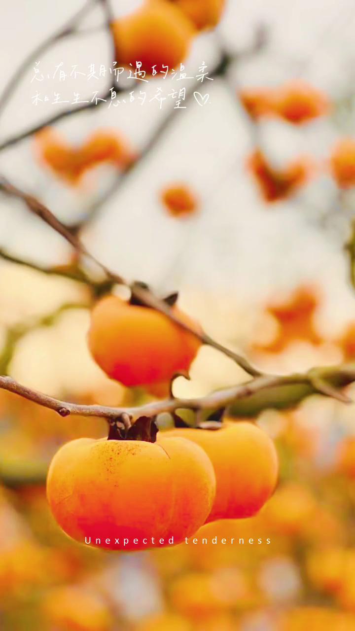 总有不期而遇的温柔和生生不息的希望。