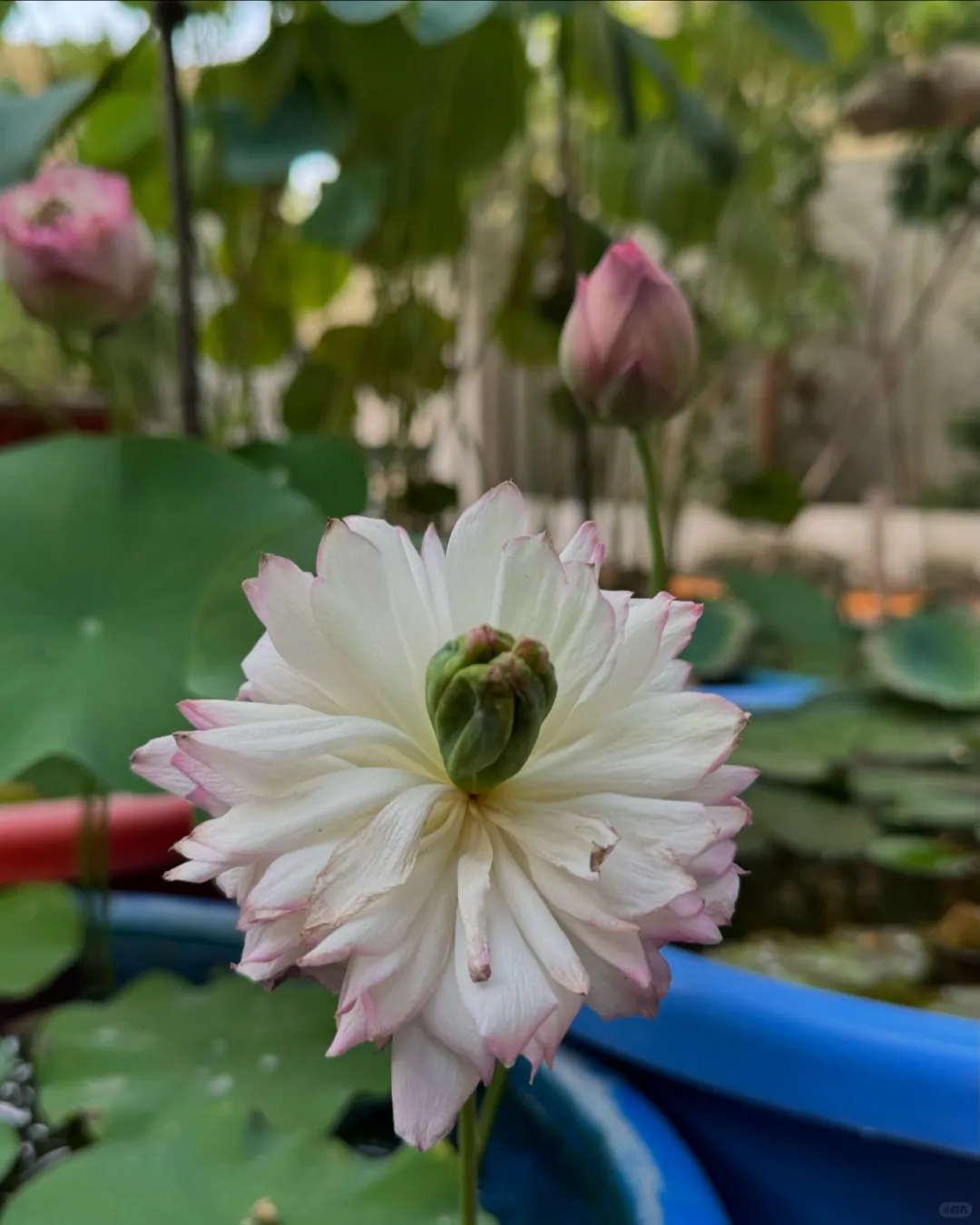 荷花别样红～
