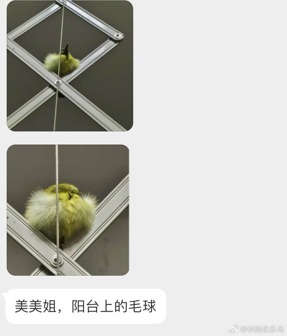 #鸟粉投稿# 来阳台借宿的太阳鸟（缩成球球了～天一亮它就会飞走的，然后晚上再过来