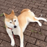 Ins上的超人气柴犬小夏，一只喜欢静静的dog[doge]  #萌宠种草节# ​
