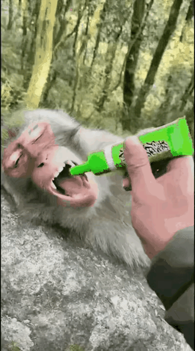这得夺损啊，猴子可是会记仇的啊！