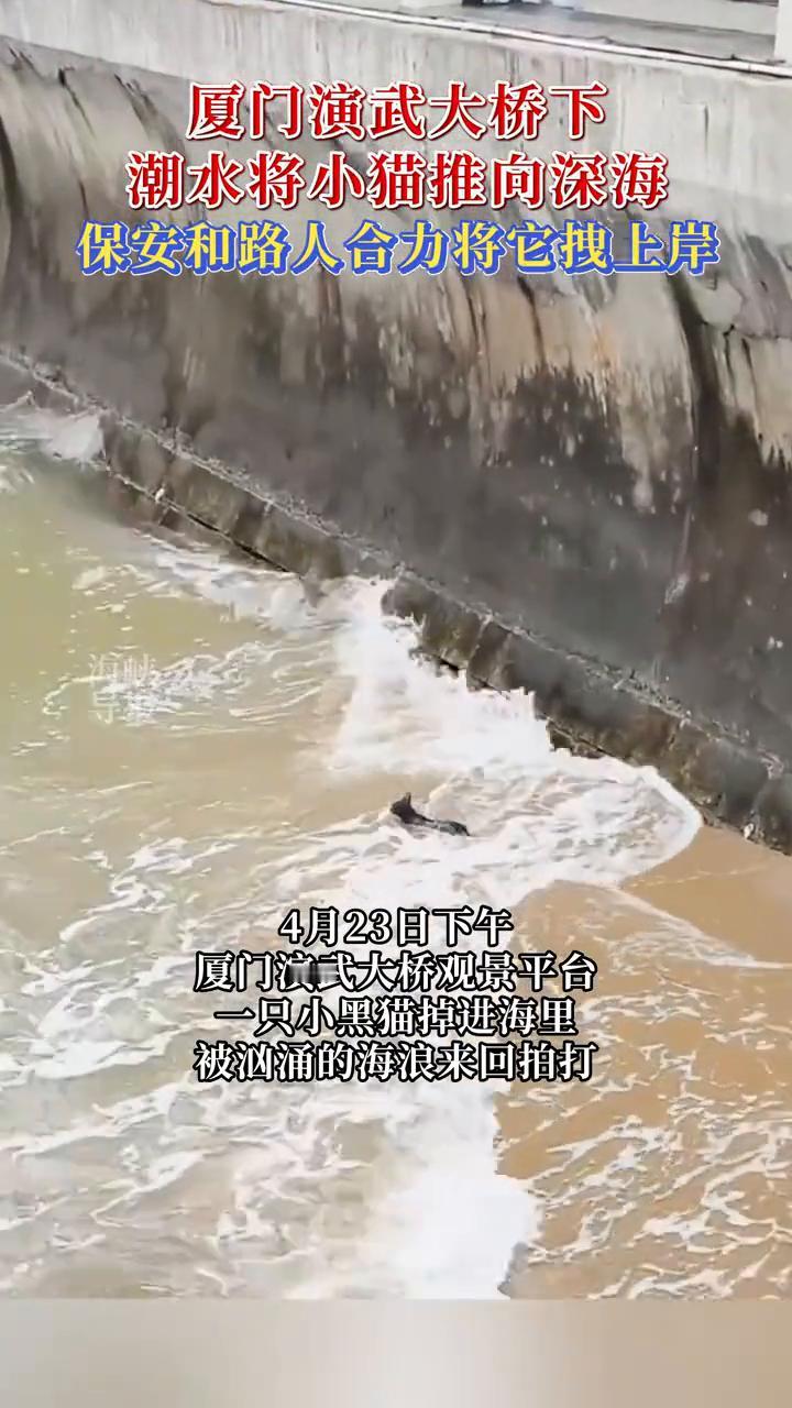 厦门演武大桥下潮水将小猫推向深海，保安和路人合力将它拽上岸。
4月23日下午，厦