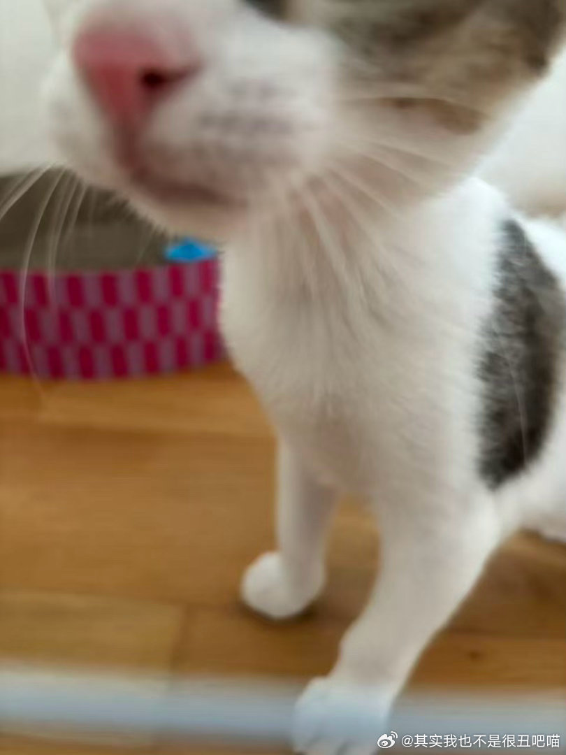 【苏州领养 】苏州本地猫咪领养四月龄公猫 已驱虫 已完成一针疫苗 身体健康拥有软
