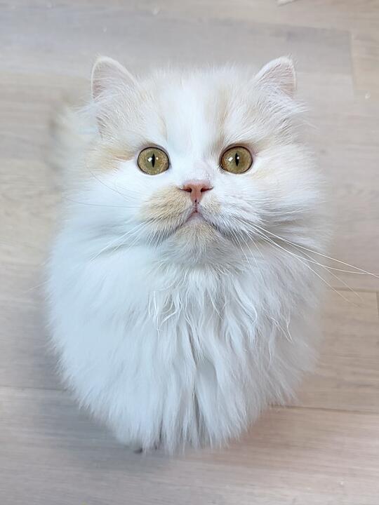 误入猫界的…抬头猫…？！