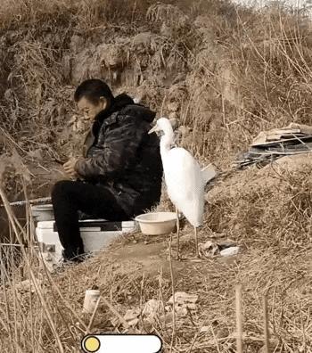 陕西，一男子去河边钓鱼，突然看到一旁的钓友大哥身边站着一只白鹭，不过有趣的是，这