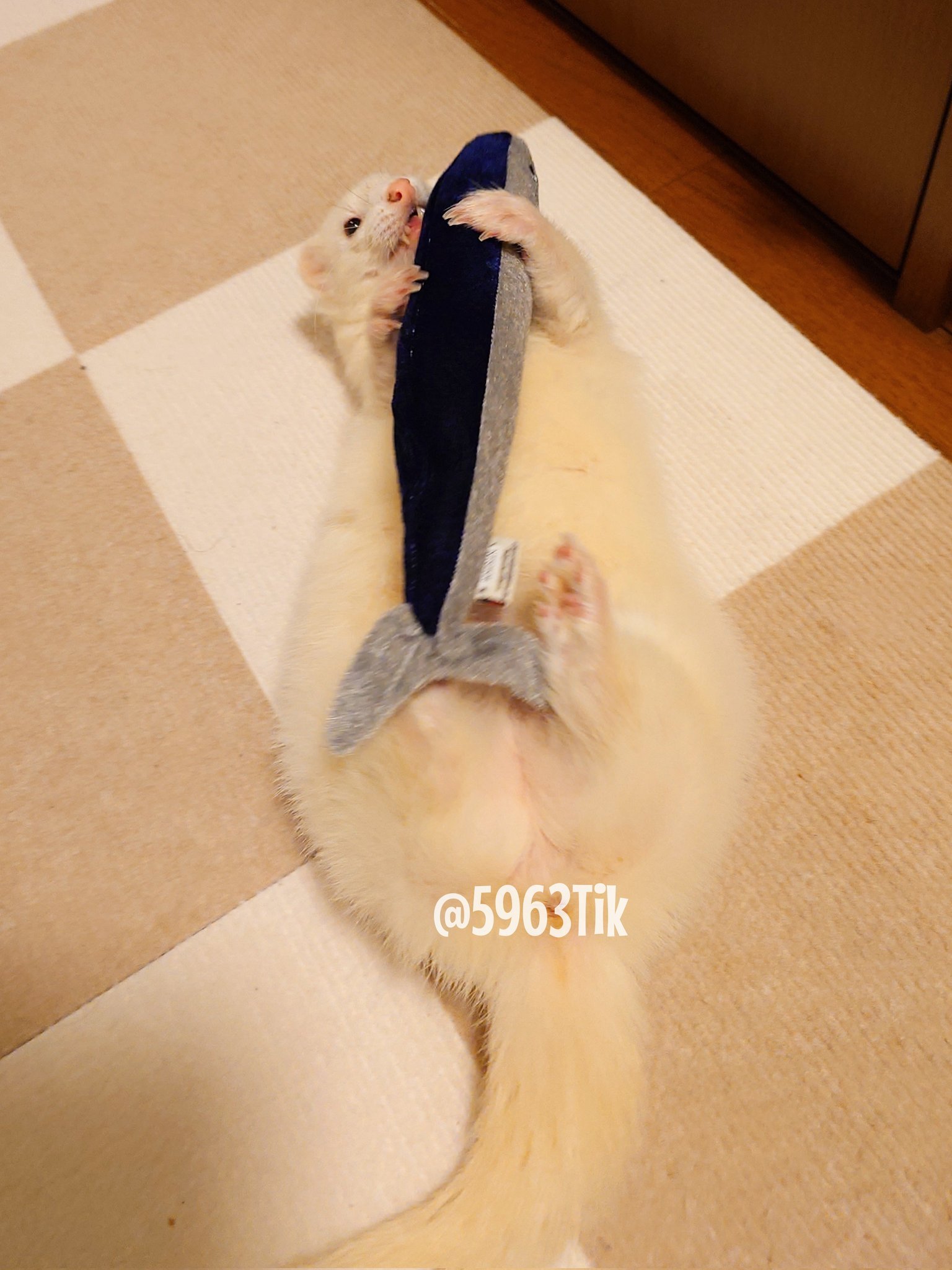 谁说只有猫猫才喜欢咸鱼玩具的，貂貂也喜欢【推：5963Tik】 