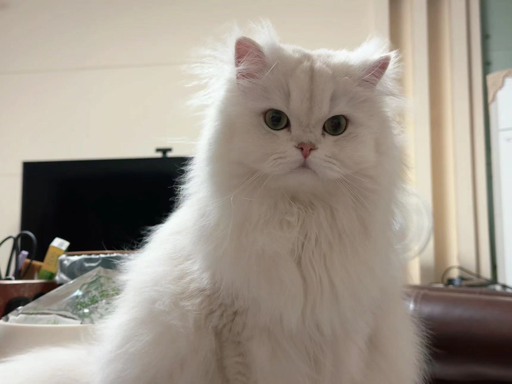 大夏天这么多毛你们不热吗是不是该秃了#英国长毛猫##辣椒家新家回访##金渐层[超