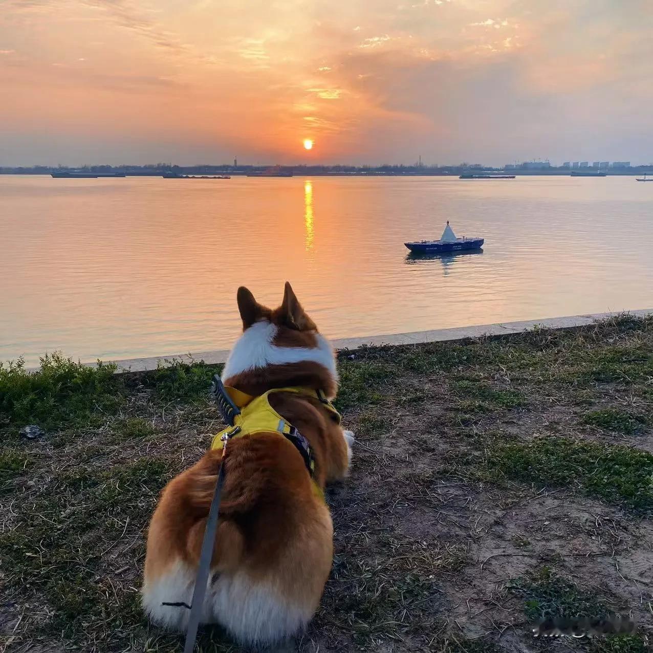 春日生活打卡季今天的夕阳特别美，忍不住停下脚步，低头一看、它也趴下陪着我欣赏，有